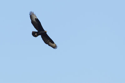 Verraux's Eagle (Zwarte Arend)