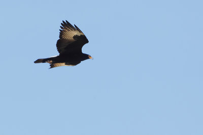 Verraux's Eagle (Zwarte Arend)