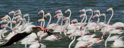 Greater Flamingo (Flamingo)