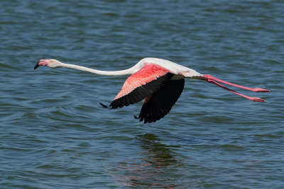 Greater Flamingo (Flamingo)