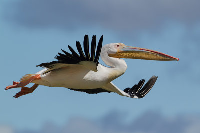 Great white pelican  (Roze Pelikaan)