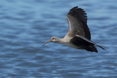 Hadada Ibis (Hadada Ibis)