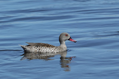 Cape Teal (Kaapse Taling)