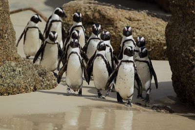 Jackass Penguin (Zwartvoetpinguin)