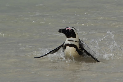 Jackass Penguin (Zwartvoetpinguin)
