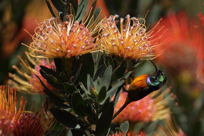 Orange-breasted Sunbird (Oranjeborst Honingzuiger)