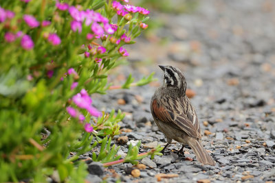Cape Bunting (Kaapse Gors)