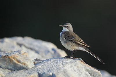 Cape Wagtail (Kaapse Kwikstaart)