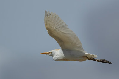 Cattle Egret (Koereiger)