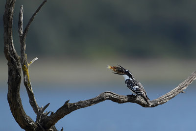 Pied Kingfisher (Bonte IJsvogel)