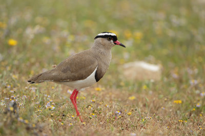 Crowned Lapwing (Diadeemkievit)