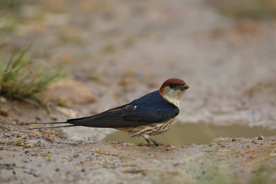 Greater Striped Swallow (Kaapse Zwaluw)