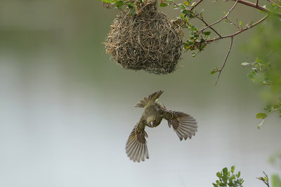 Cape Weaver  (Kaapse wever) 