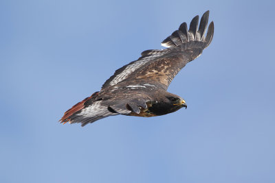 Jackal Buzzard (Jakhalsbuizerd)