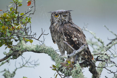 Spotted Eagle Owl (Afrikaanse Oehoe)