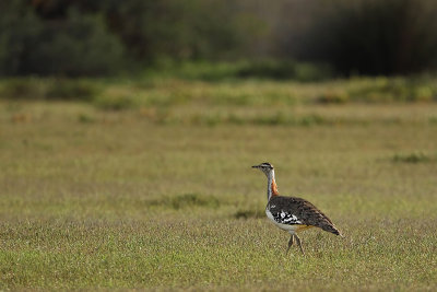 Denhams Bustard (Denhams Trap)