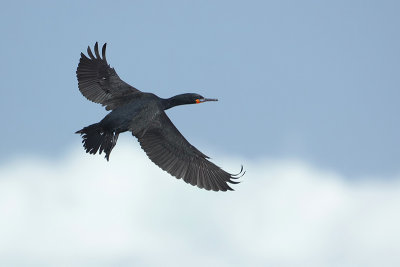 Cape Cormorant (Kaapse Aalscholver)