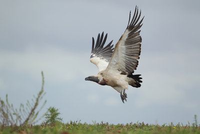 Cape Vulture (Kaapse Gier)