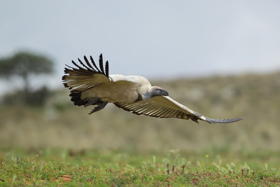 Cape Vulture (Kaapse Gier)