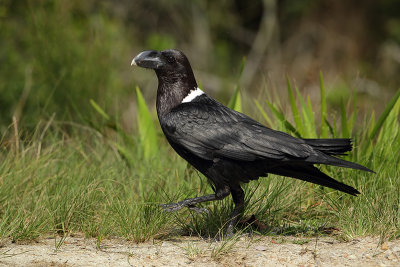 White Necked Raven (Witnekraaf)
