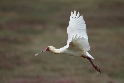 African Spoonbill (Afrikaanse Lepelaar) 