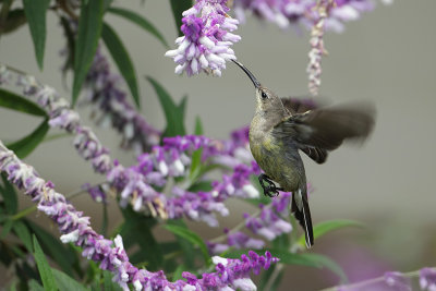  Lesser double-collared sunbird (Kleine Kraag-honingzuiger)