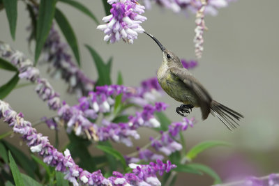 Lesser Double Coloured Sunbird (Kleine Kraag Honingzuiger)