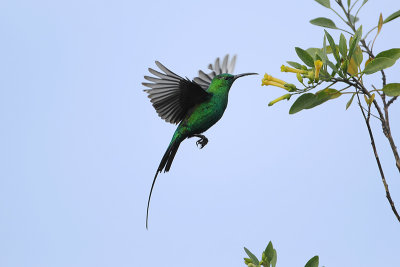 Malachite Sunbird (Emerald honingzuiger) 