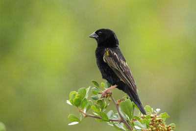 Yellow Bishop (Fluweelwidavink)