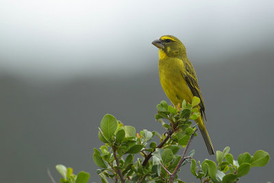 Brimstone Canary (Zwavelkanarie)
