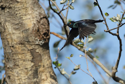 Black-bellied Starling (Zwartbuikglansspreeuw)