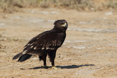 Greater Spotted Eagle (Bastaardarend)