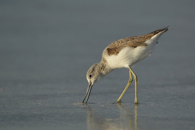 Greenshank (Groenpootruiter)