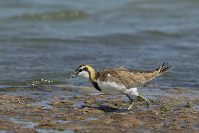 Pheasant-tailed Jacana (Waterfazant)