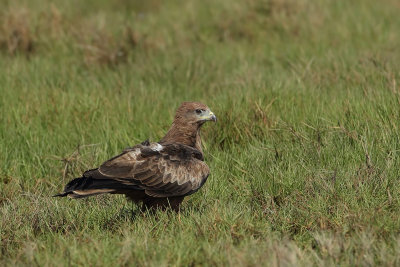 Black Kite (Zwarte Wouw) 