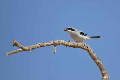 Asian Grey Shrike (Aziatische Klapekster)