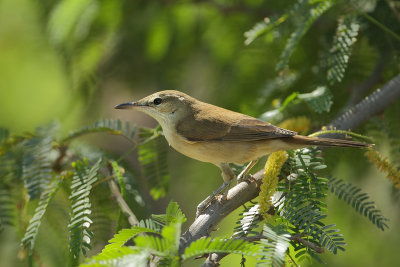 Clamorous Reed Warbler  (Indische Karekiet)