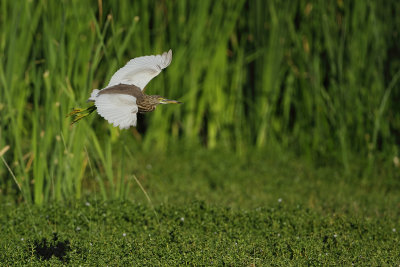 Indian Pond Heron (Indische Ralreiger)