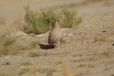 Sand Partridge ( Arabische woestijnpatrijs) 