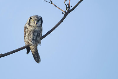 Hawk Owl (Sperweruil)