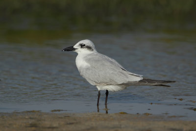 Gull-billed Tern (Lachstern)