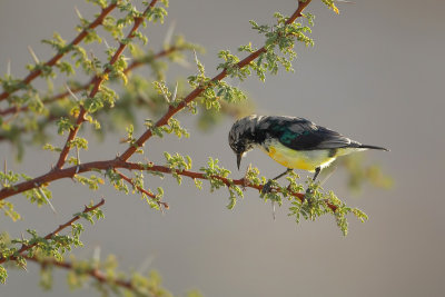 Nile-valley Sunbird (Nijlhoningzuiger)