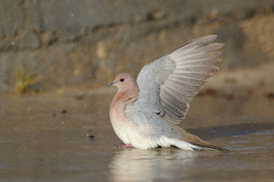 Laughing Dove (Palmtortel)