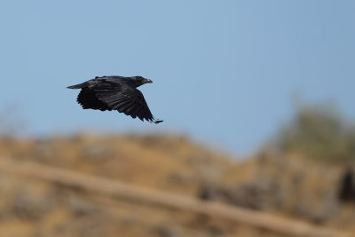 Fan-tailed Raven (Waaierstaartraaf)
