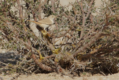 Desert Warbler (Woestijngrasmus)