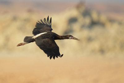 Abdim's Stork (Abdims Ooievaar)