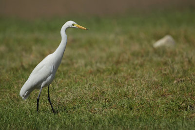 Intermediate Egret (Middelste Zilverreiger)