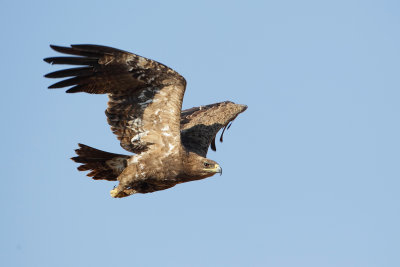 Steppe Eagle (Steppearend)