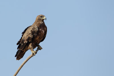 Steppe Eagle (Steppearend)
