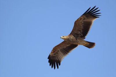 Eastern Imperial Eagle (Oostelijke Keizerarend)